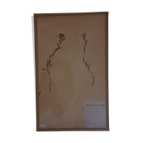 19th herbarium plank