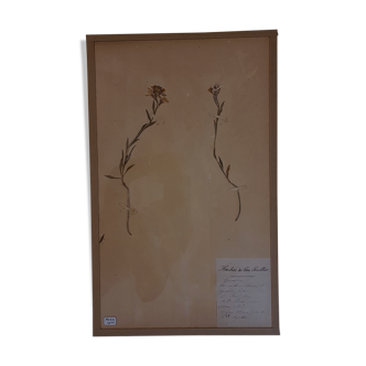 Planche d'herbier 19ème