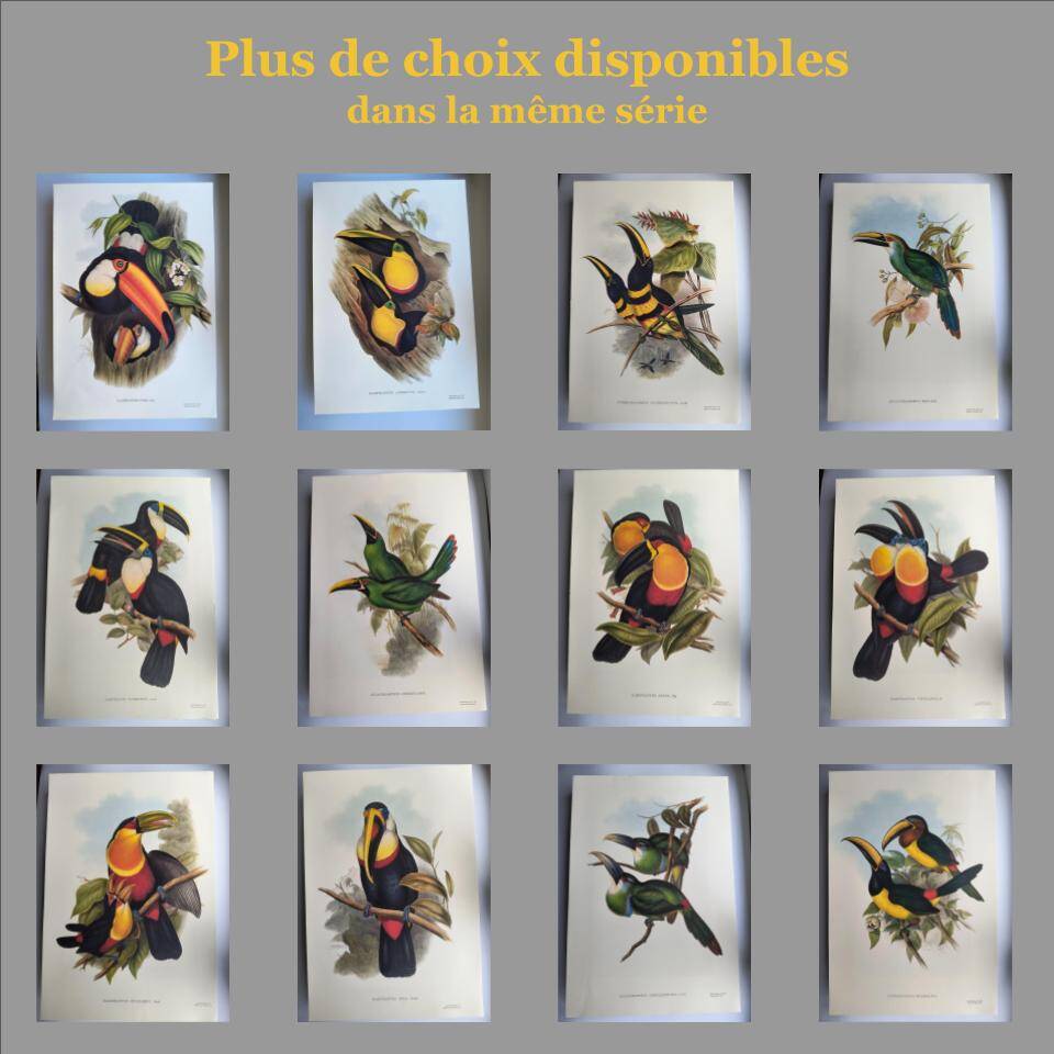 Illustration vintage - Toucan Culminatus - par J.Gould - planche oiseau