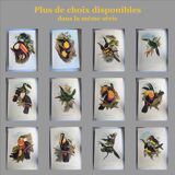 Illustration vintage - Toucan Culminatus - par J.Gould - planche oiseau