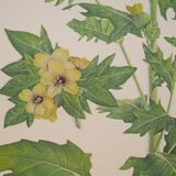 Set of 2 botanical plates Geigy, thorny apple and black henbath