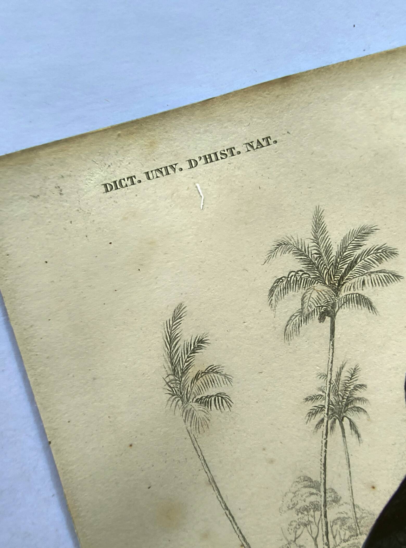 Gravure ancienne 1849 - Toucan par E.Travies. Lithographie iconique vintage