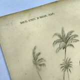 Gravure ancienne 1849 - Toucan par E.Travies. Lithographie iconique vintage