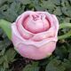 Théière en forme de rose
