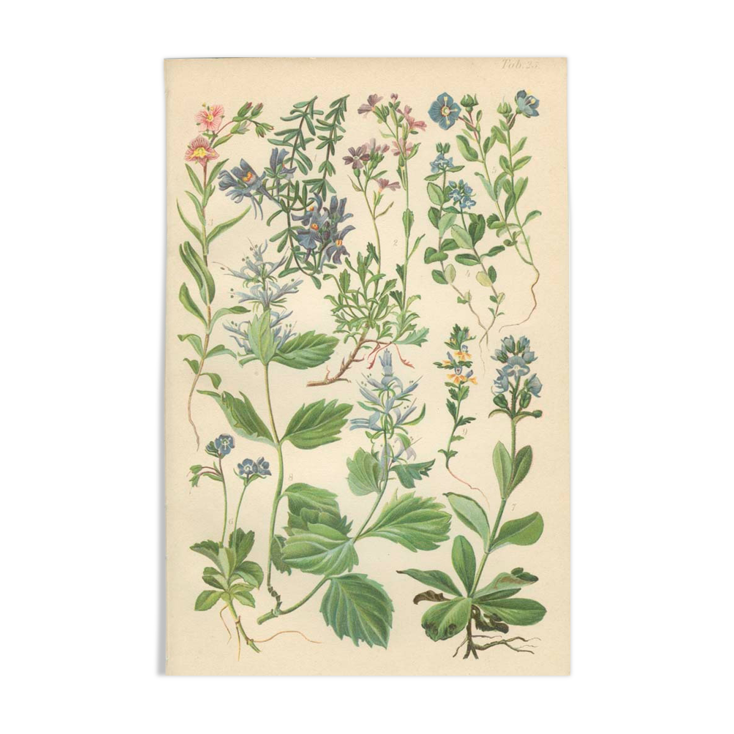 Botanical plate: Linarius of the Alps, Digitale des fées, Veronica, Véronique des Alpes, Bonarota