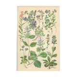 Botanical plate: Linarius of the Alps, Digitale des fées, Veronica, Véronique des Alpes, Bonarota