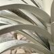 Palm lamppost by Sergio Terzani