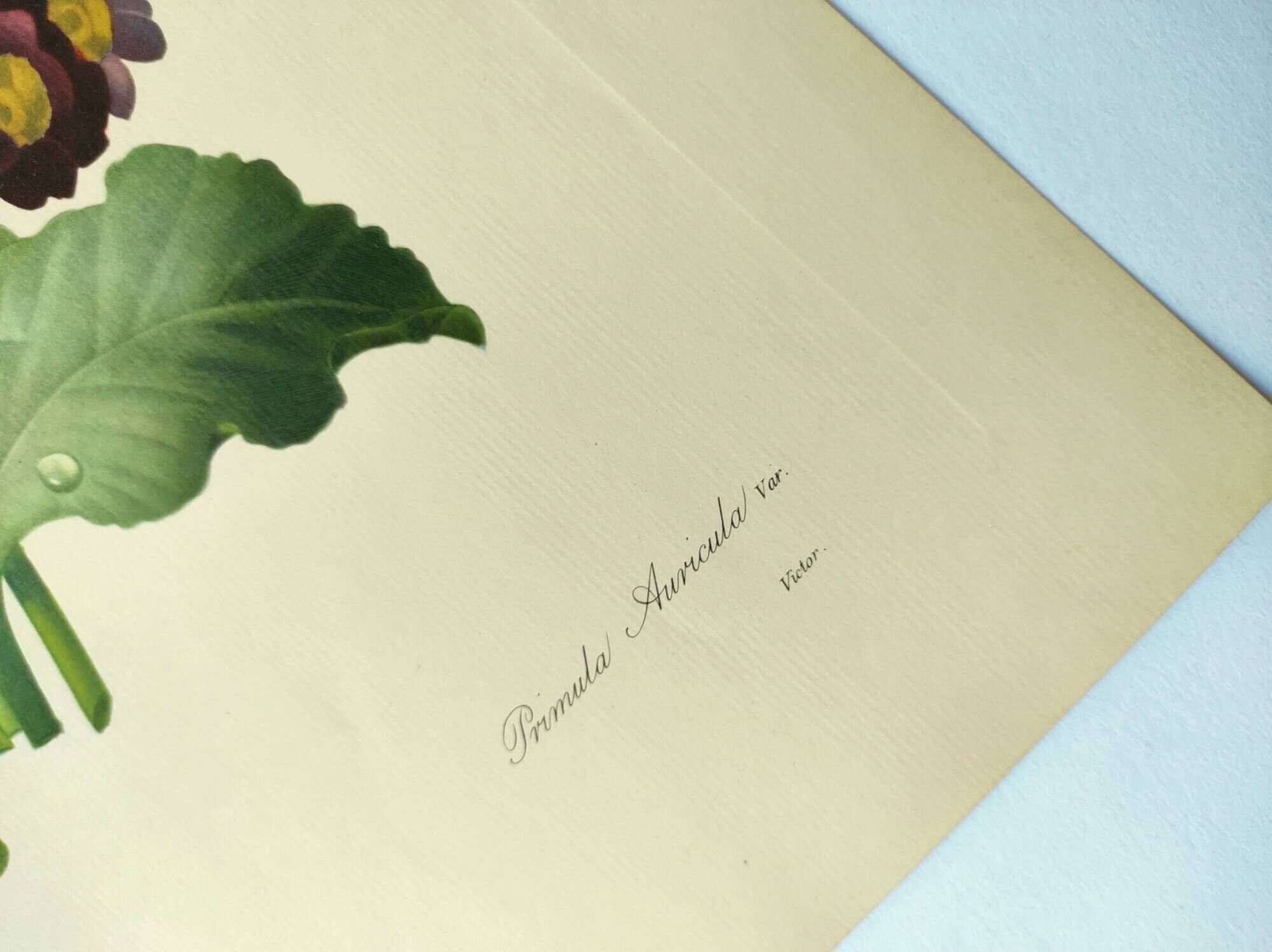Antique botanical engraving -1955- bear's ear flower - primula auricula- by pj. redouté. vintage
