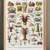 Poster on crustaceans, after a 1928 lithograph