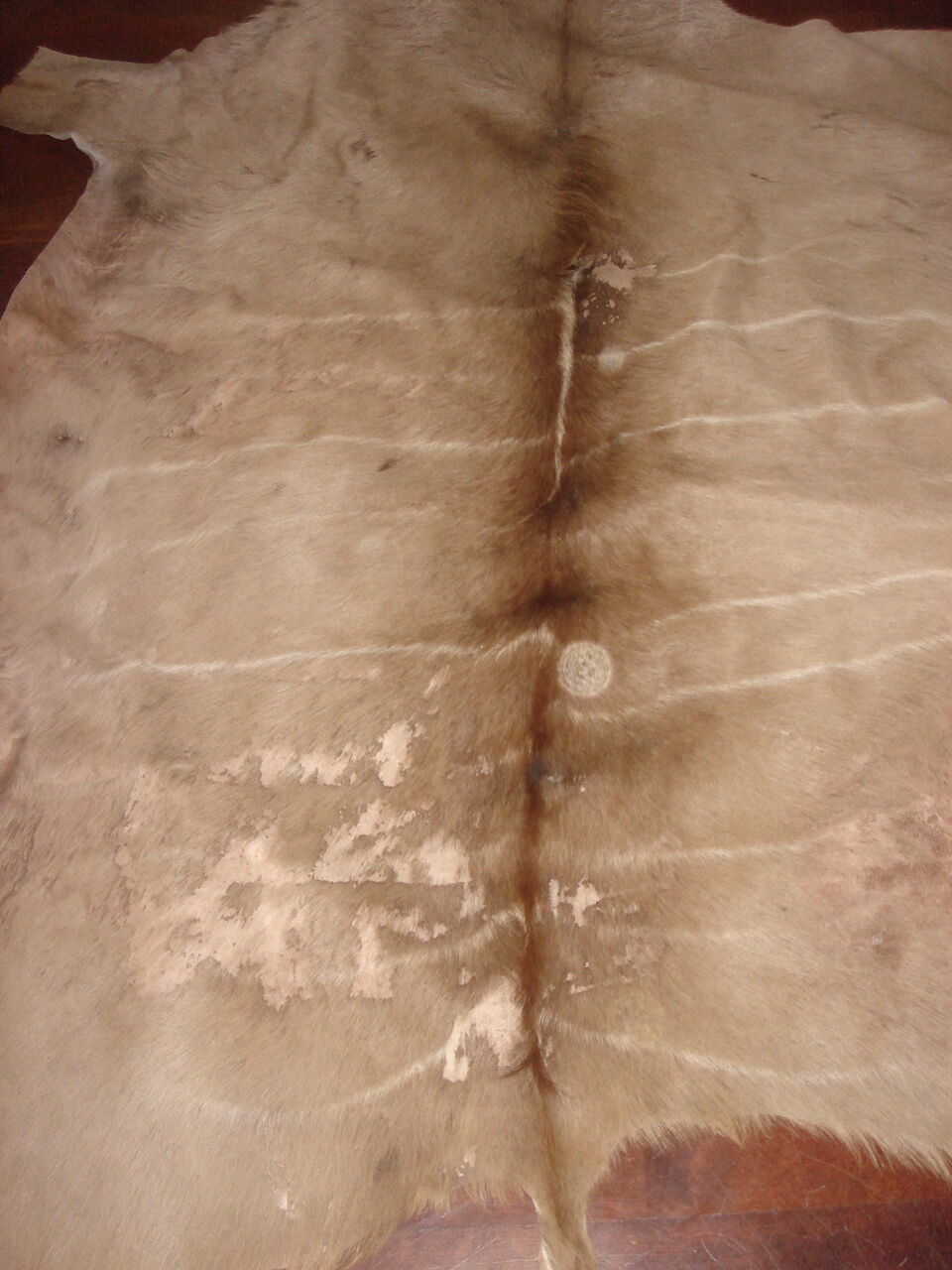 Gazelle skin great kudu 120x150cm