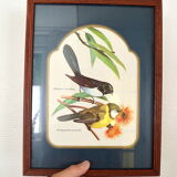 Exotic bird duo setting