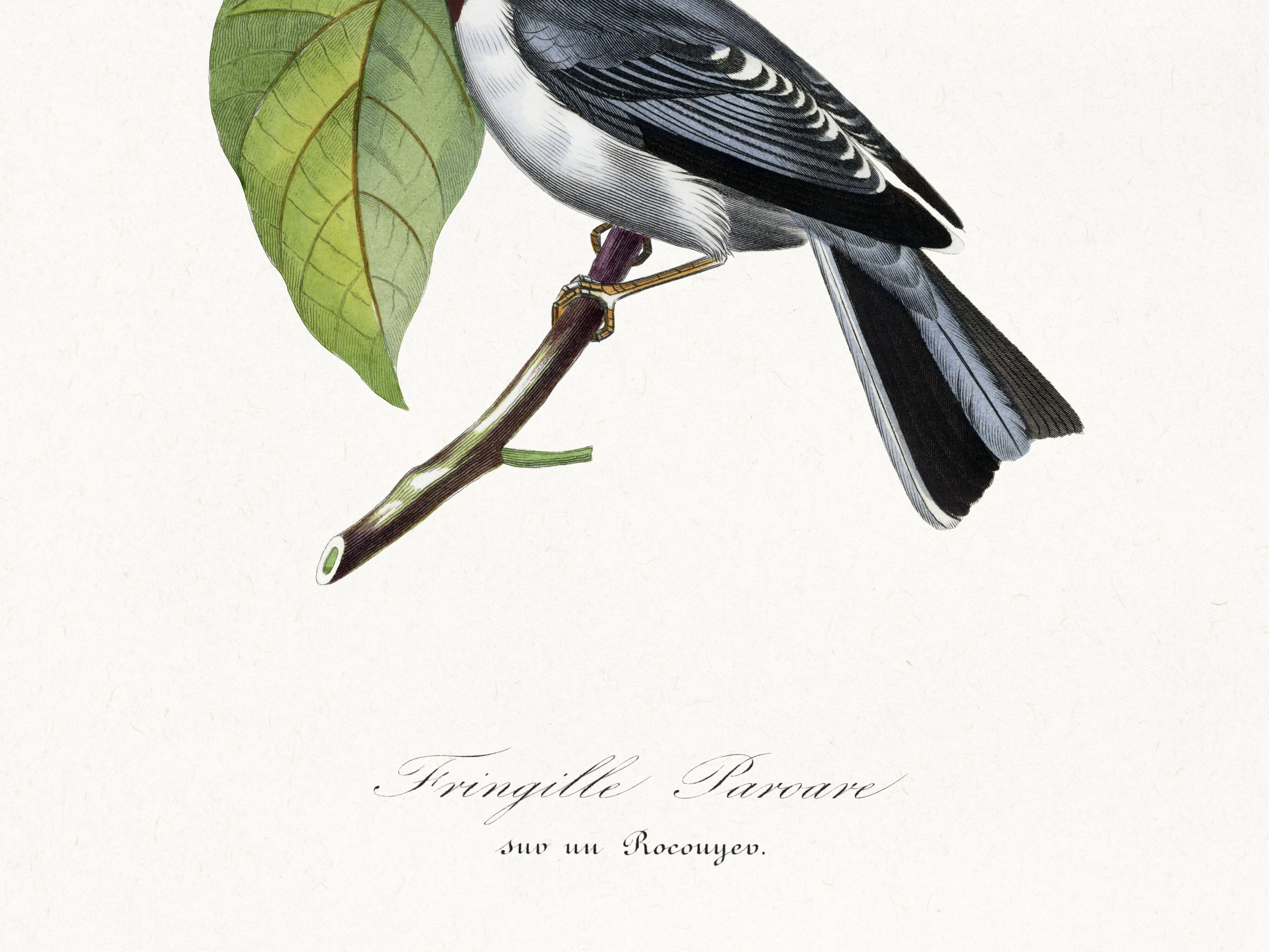 Poster for "the fringille pavane", based on an old engraving from 1842.