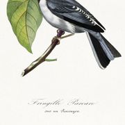 Poster for "the fringille pavane", based on an old engraving from 1842.
