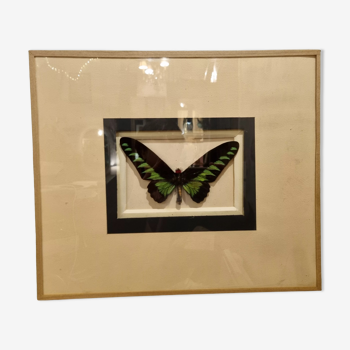 Cadre d'entomologie papillon