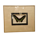 Butterfly entomology framework