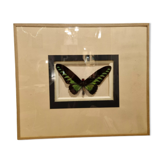 Butterfly entomology framework