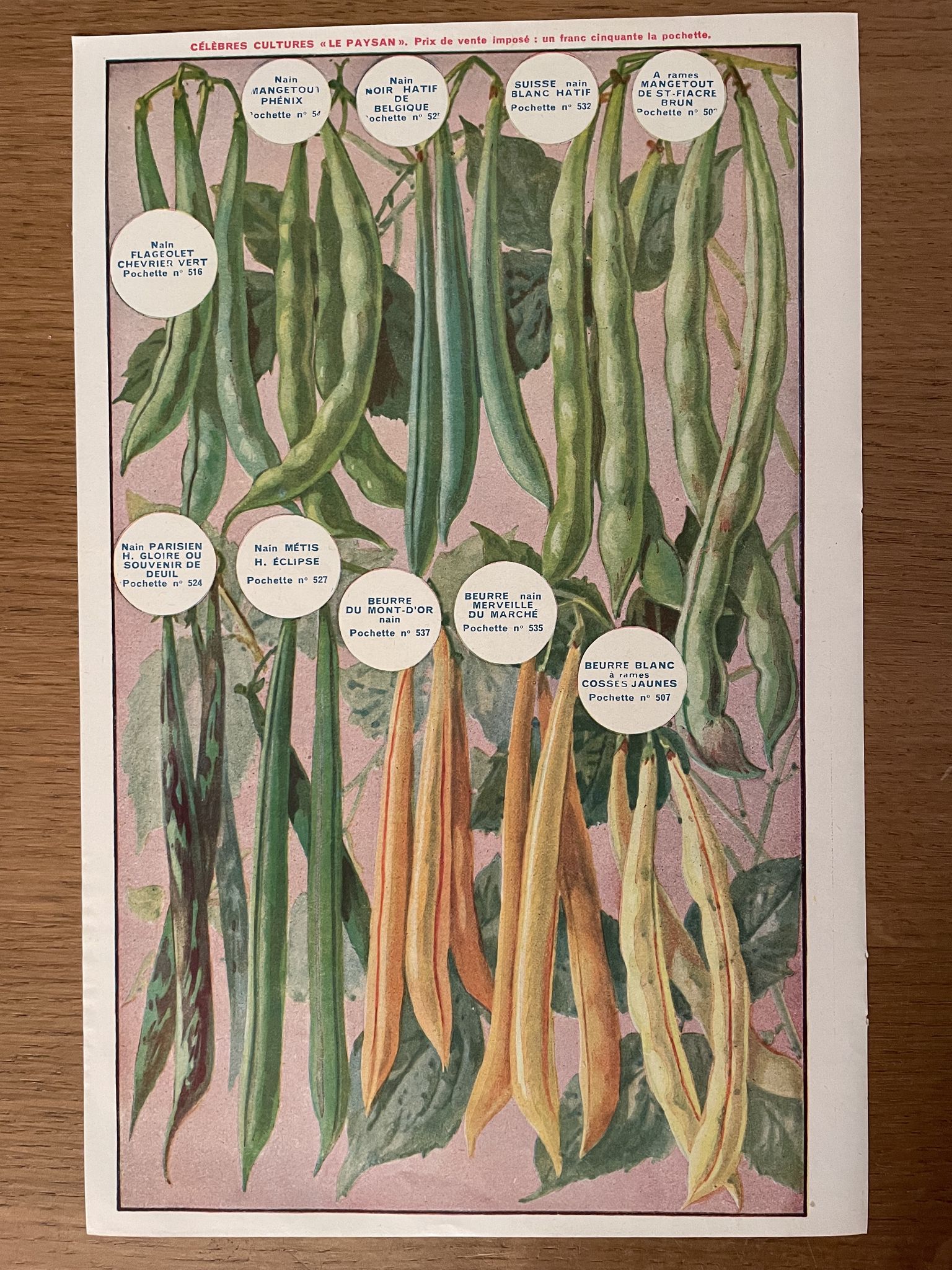 Ancienne illustration sur les betteraves et les haricots - 1930