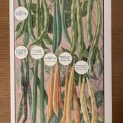 Ancienne illustration sur les betteraves et les haricots - 1930
