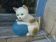 Vintage Germany Cat with Ball Children's Bedside Lamp