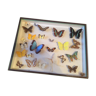 Vintage butterfly collection box