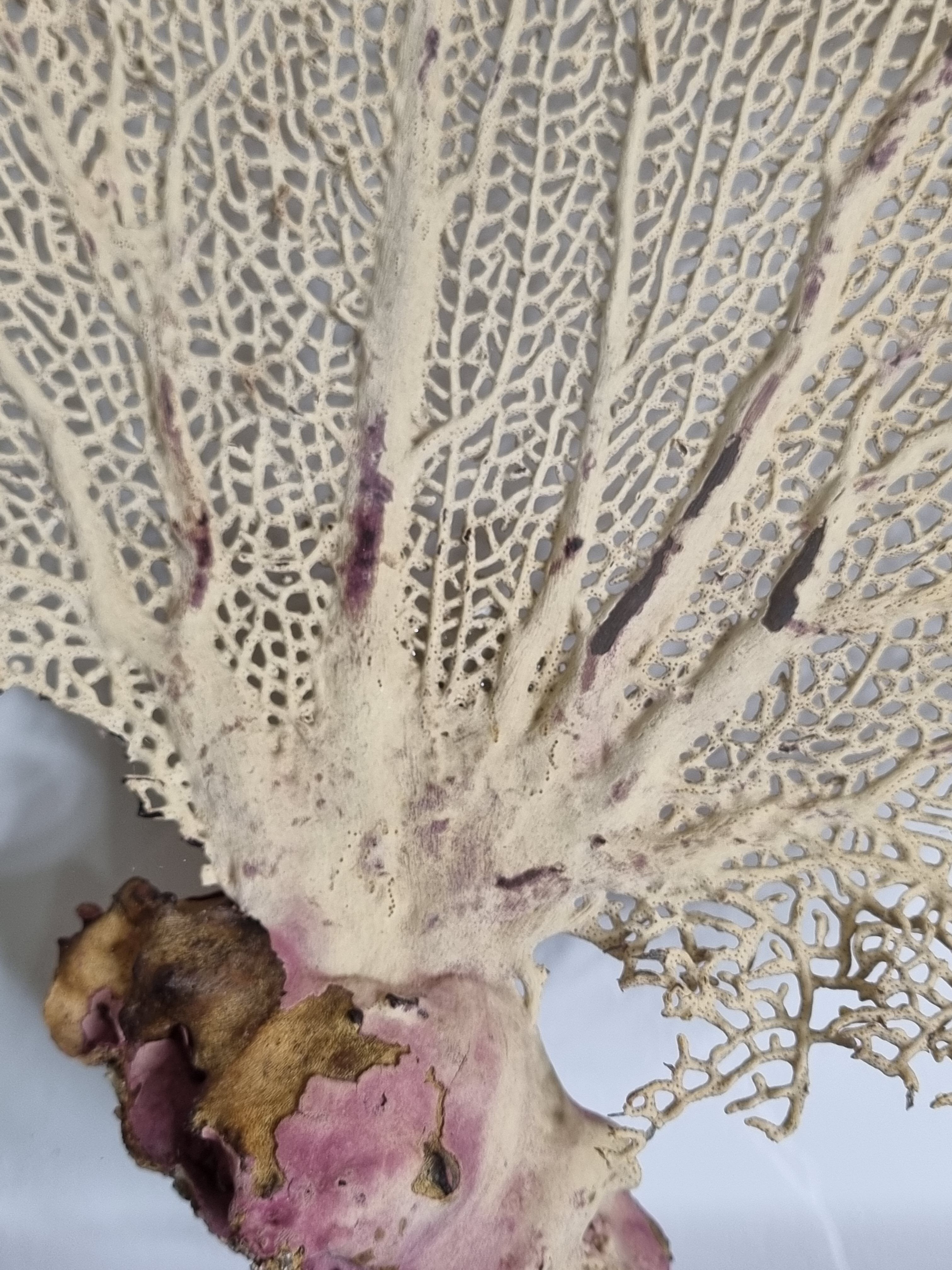 Coral branch old fan, under glass, 50 cm