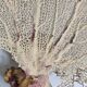 Coral branch old fan, under glass, 50 cm