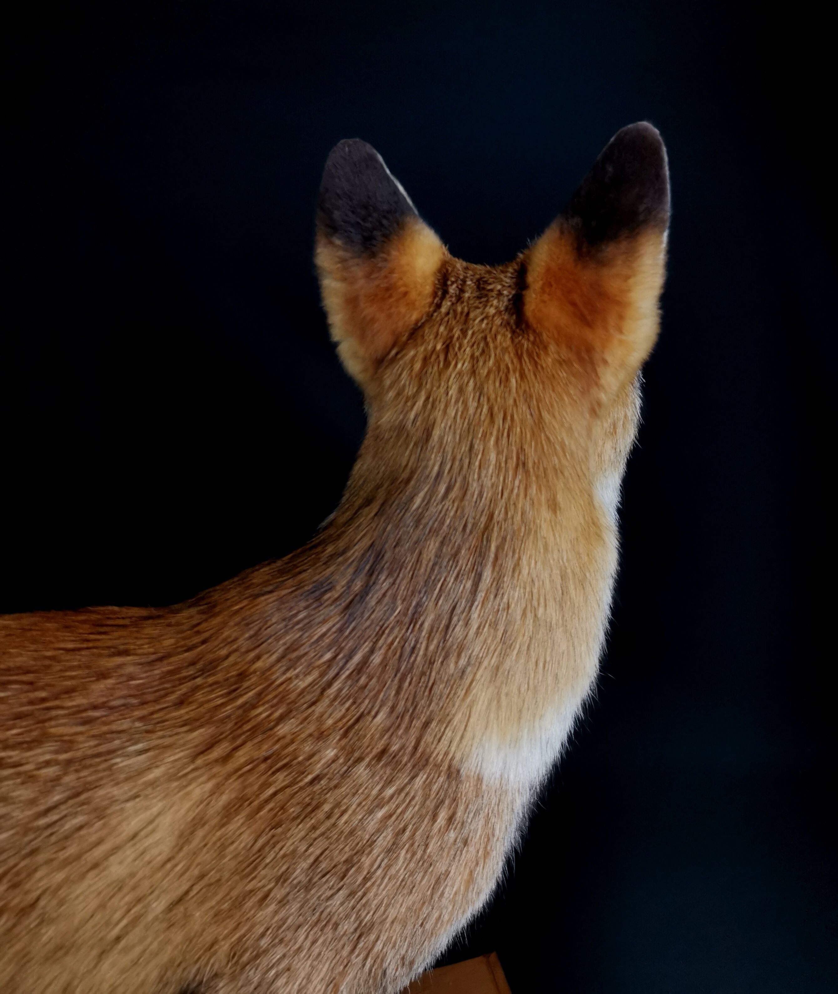 European red fox naturalized taxidermy