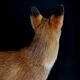 European red fox naturalized taxidermy
