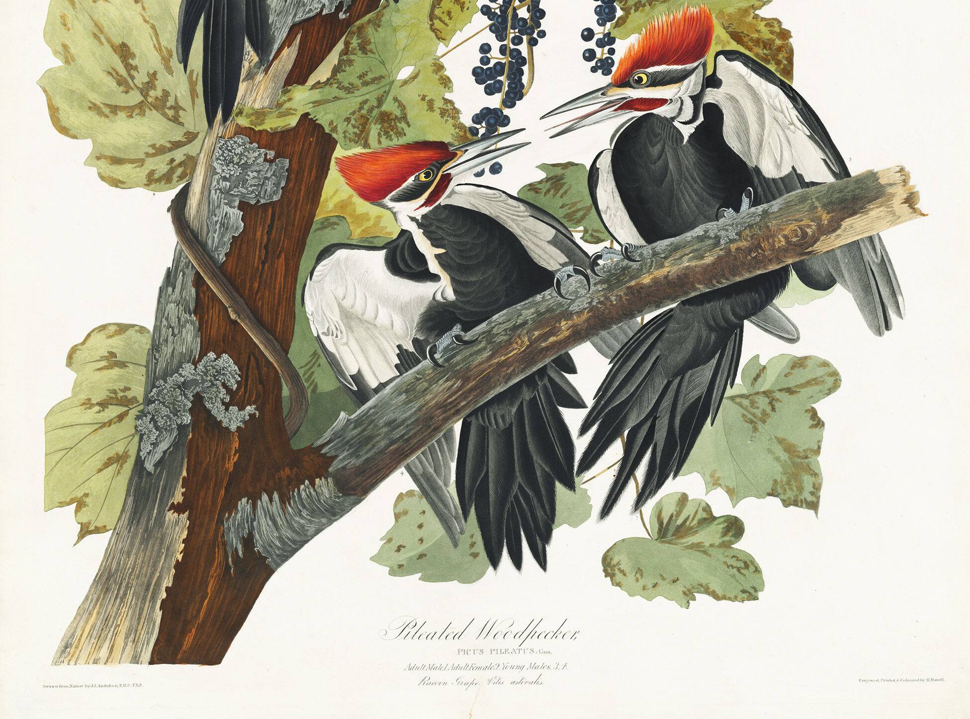 Poster about the Red-crested Woodpecker, based on an old engraving from 1827.