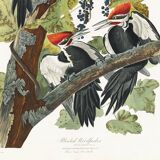 Poster about the Red-crested Woodpecker, based on an old engraving from 1827.