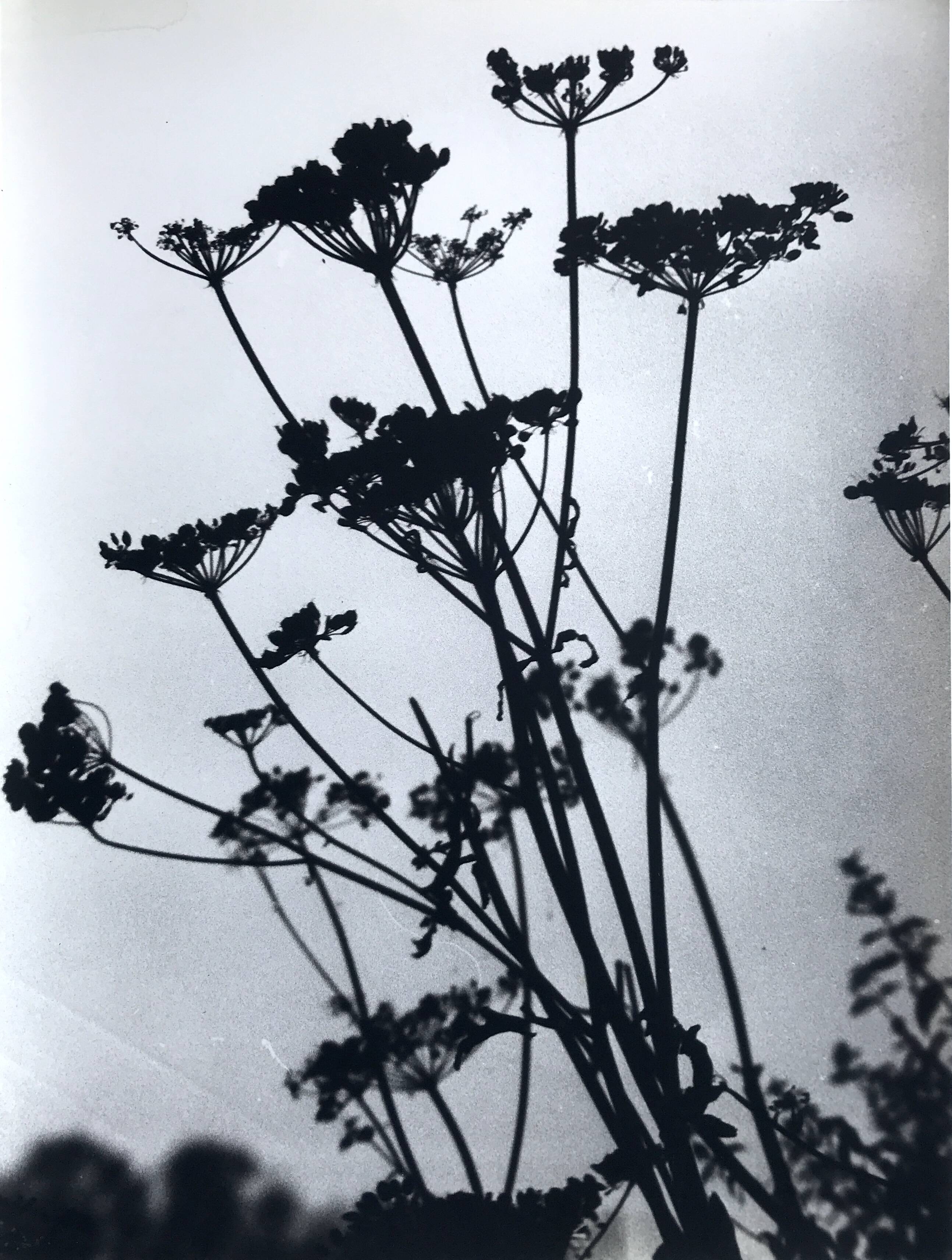 Rosine NUSIMOVICI, Untitled (Umbelliferae), c 1980. Black and white silver print