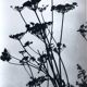 Rosine NUSIMOVICI, Untitled (Umbelliferae), c 1980. Black and white silver print