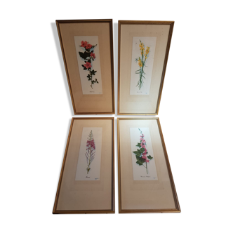 Série 4 Anciennes Planches Botaniques Fleurs GRANDALL + Cadre Bois Doré Vintage