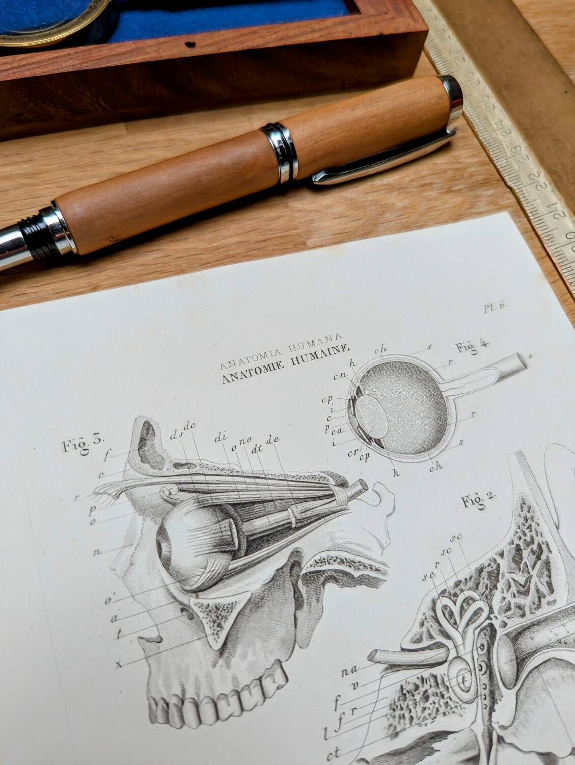 Printed in 1851, Human Anatomy, the head.