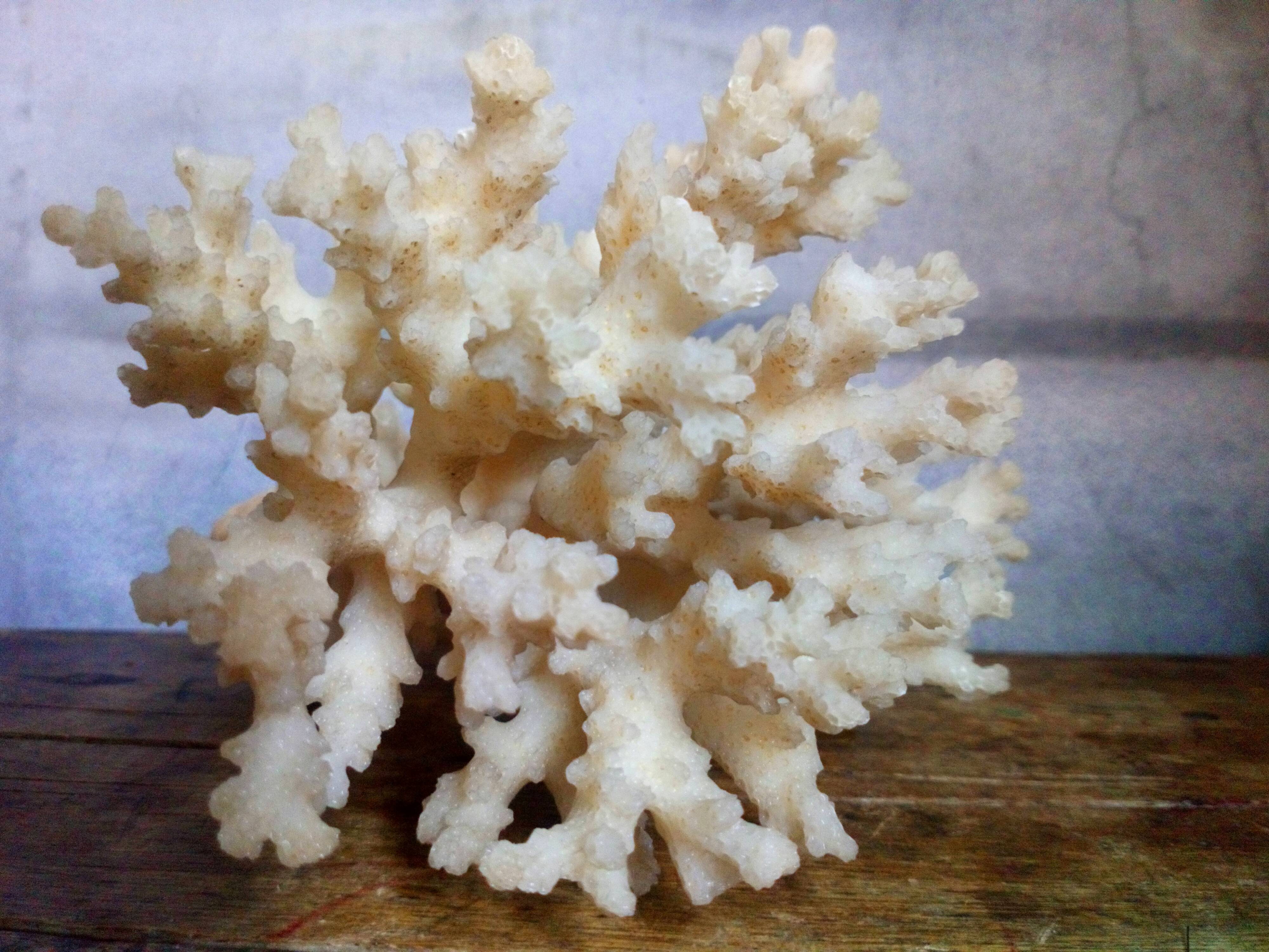 bouquet of ancient coral