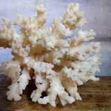 bouquet of ancient coral