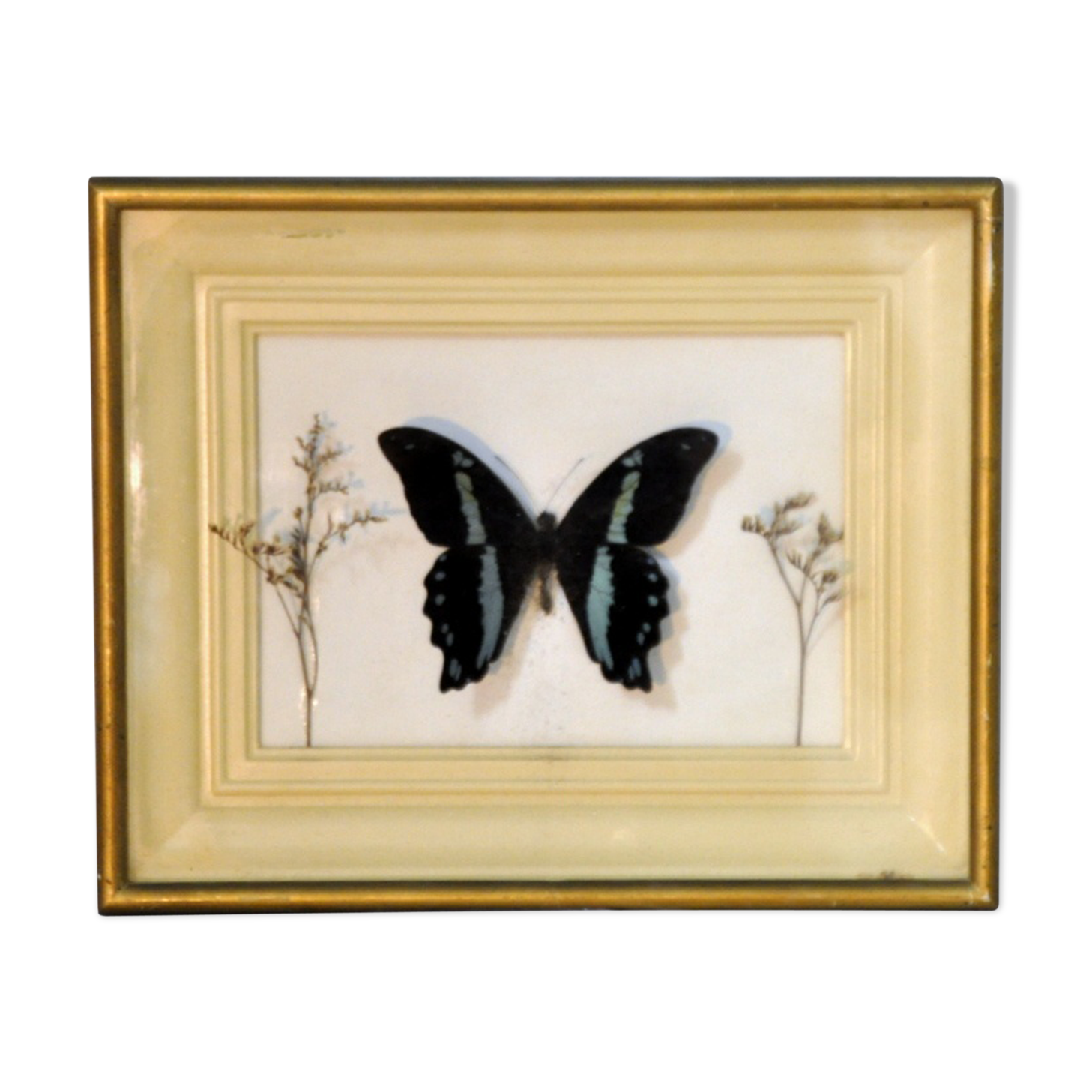 Naturalized Butterfly