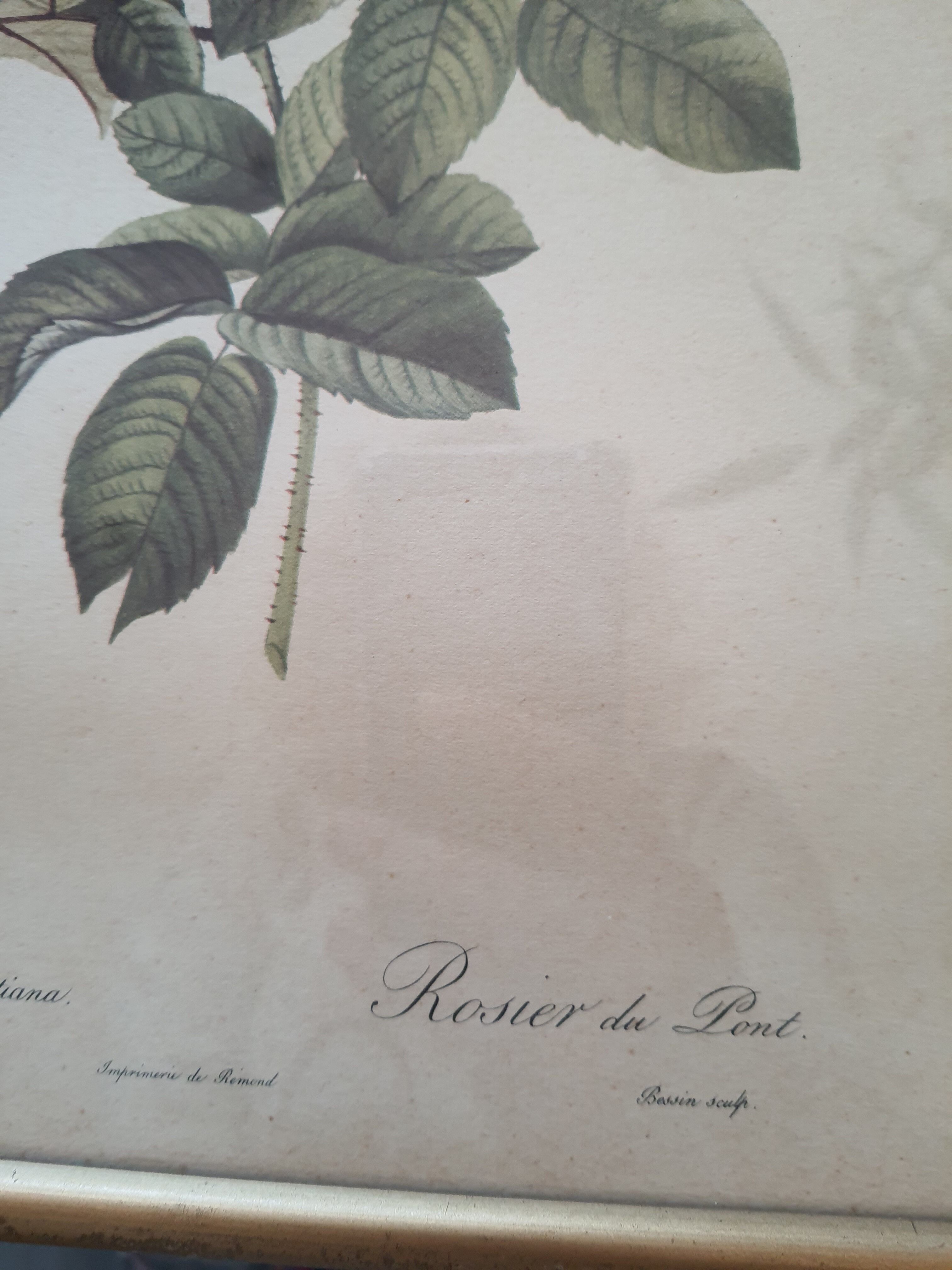 Dreaded pink engraving