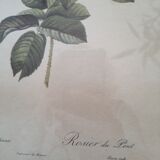 Dreaded pink engraving