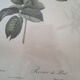 Dreaded pink engraving