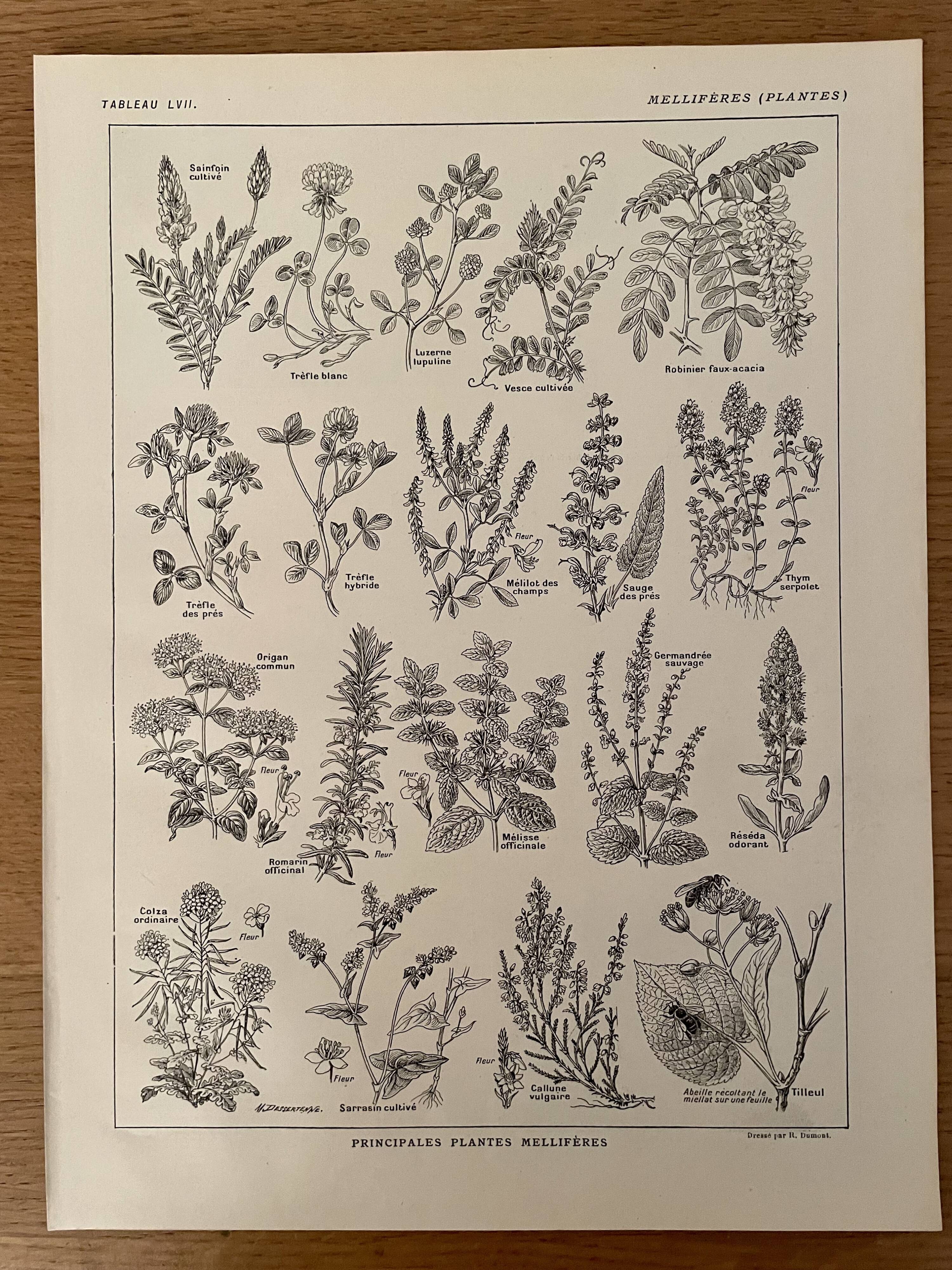 Lithograph on aromatic and melliferous plants - 1920
