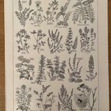 Lithograph on aromatic and melliferous plants - 1920