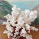 Ancient Coral XL