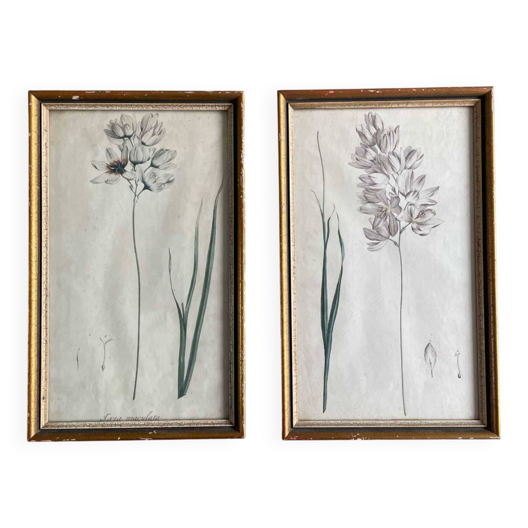 Set of 2 antique botanical drawings, prints, 1st half 20th century