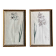 Set of 2 antique botanical drawings, prints, 1st half 20th century