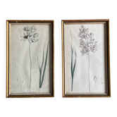 Ensemble de 2 dessins botaniques anciens, estampes, première moitié du XXe siècle