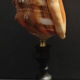 Cabinet of Curiosities shell cypraecassis rufa on base