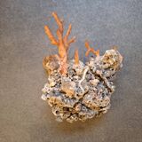 Raw coral branch