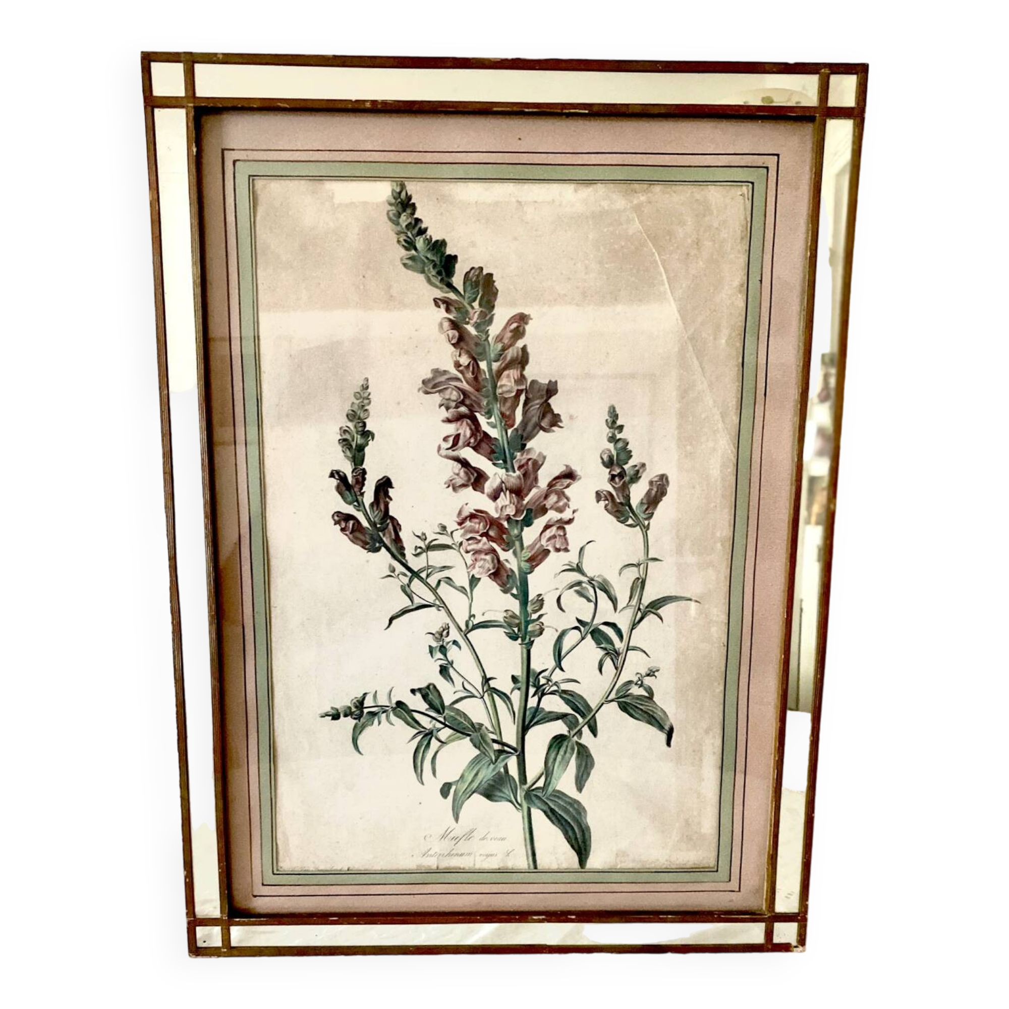 Botanical lithograph frame