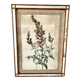Botanical lithograph frame